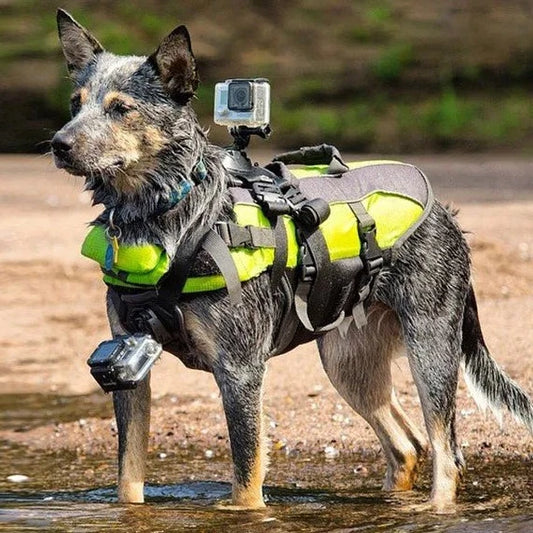 Dog Go-Pro Harness